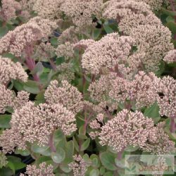   Sedum telephium 'Seduction Pink Passion' - bablevelű varjúháj