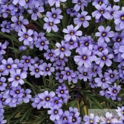   Sisyrinchium angustifolium 'Lucerne' - keskenylevelű sásbokor