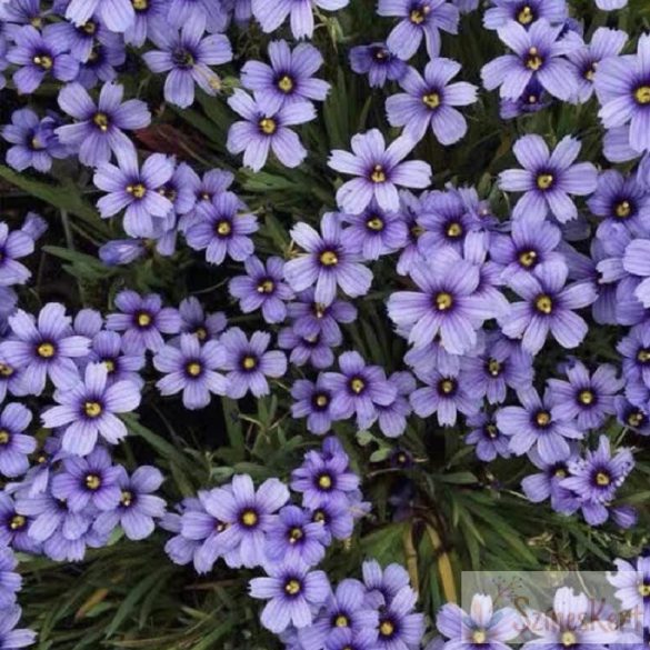 Sisyrinchium angustifolium 'Lucerne' - keskenylevelű sásbokor