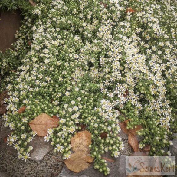 Symphyotrichum ericoides 'Snow Flurry' - tűlevelű őszirózsa