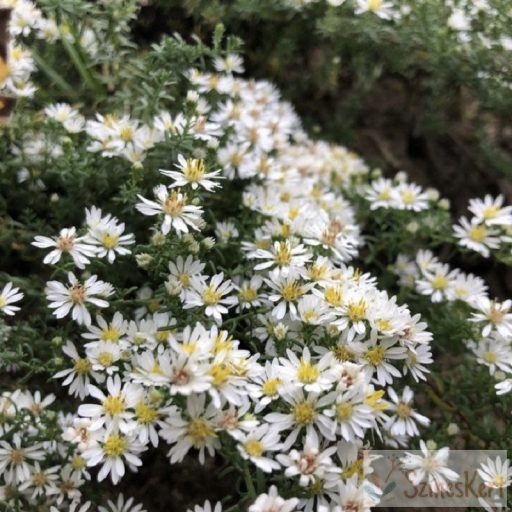 Symphyotrichum ericoides 'Snow Flurry' - tűlevelű őszirózsa