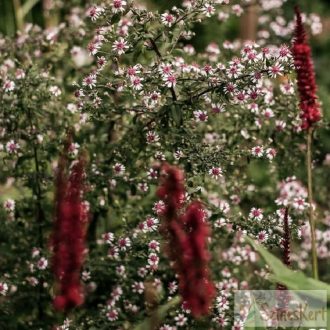 Aster lateriflorus 'Horizontalis' - őszirózsa