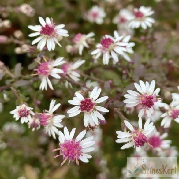 Aster lateriflorus 'Prince' őszirózsa - bíborlevelű őszirózsa