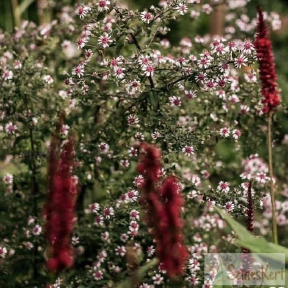 Aster lateriflorus 'Horizontalis' - őszirózsa