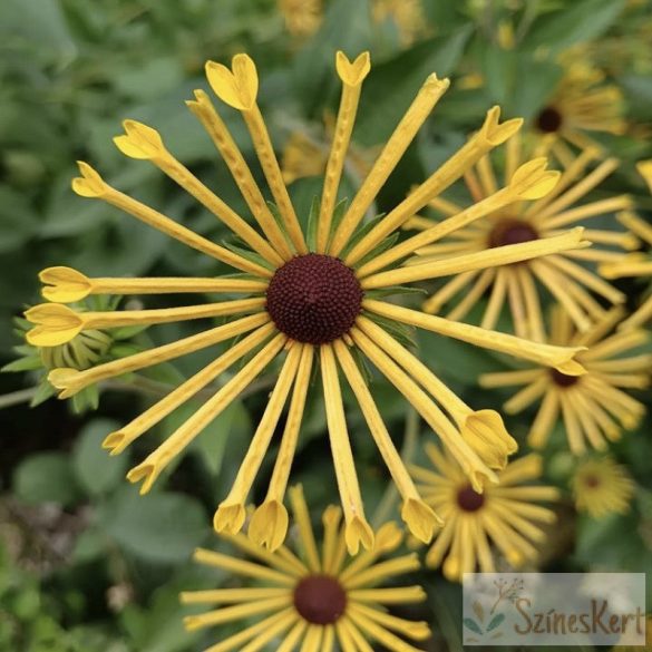 Rudbeckia subtomentosa 'Little Henry' - kúpvirág