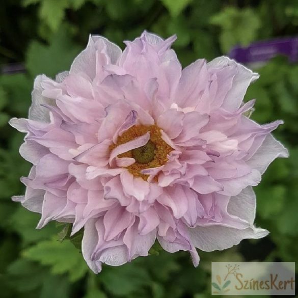 Anemone 'Frilly Knickers' - japán szellőrózsa