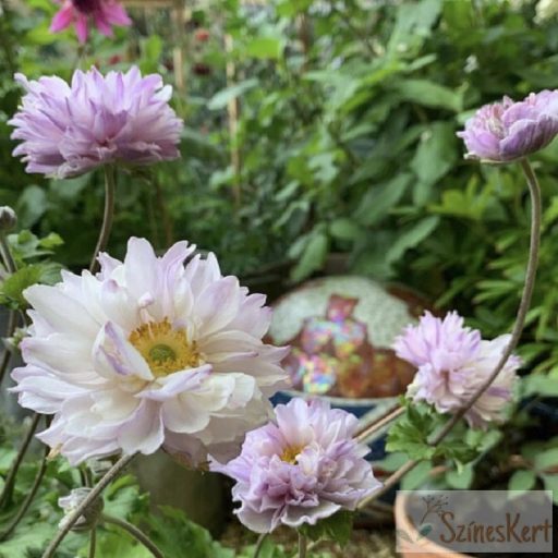 Anemone 'Frilly Knickers' - japán szellőrózsa
