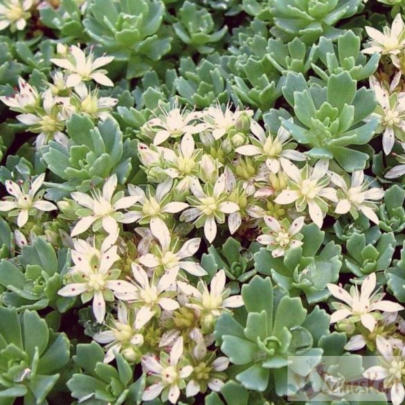 Sedum pachyclados - varjúháj