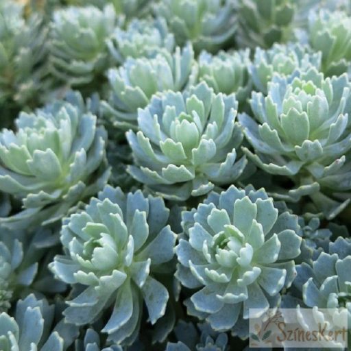 Sedum pachyclados - varjúháj