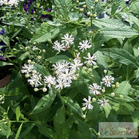 Vernonia noveboracensis - fehér színű óriás vernónia