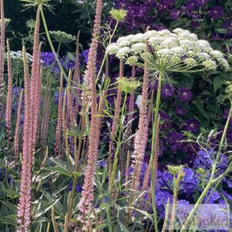   Veronicastrum virginicum 'Erica' - virginiai veronika