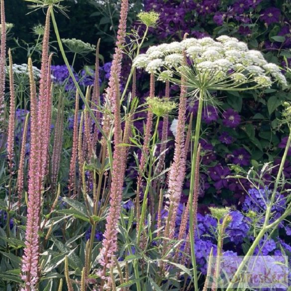 Veronicastrum virginicum 'Erica' - virginiai veronika