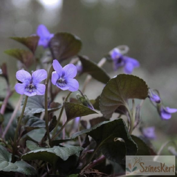 Viola labradorica - labradori ibolya