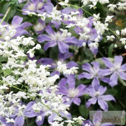 Thalictrum delavayi 'Splendide White' - borkóró