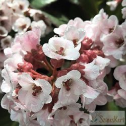  Bergenia 'Bach' - bőrlevél