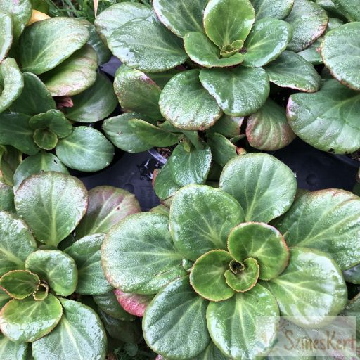  Bergenia 'Bach' - bőrlevél