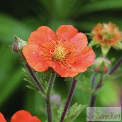    Geum coccineum 'Tosai' - skarlátvörös gyömbérgyökér