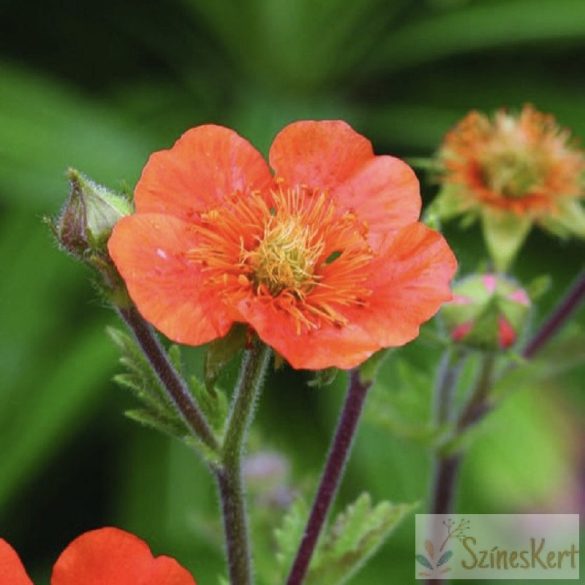  Geum coccineum 'Tosai' - skarlátvörös gyömbérgyökér