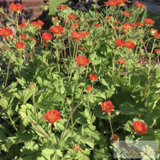  Geum coccineum 'Tosai' - skarlátvörös gyömbérgyökér