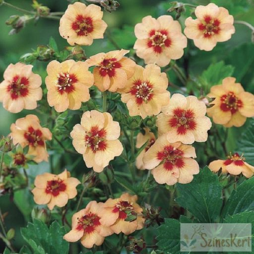 Potentilla x tonguei - pimpó