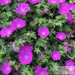  Geranium sanguineum 'Max Frei' - gólyaorr