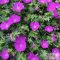  Geranium sanguineum 'Max Frei' - gólyaorr