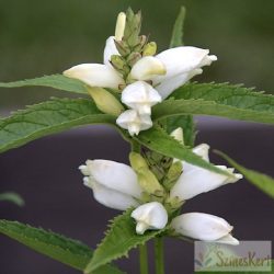  Chelone obliqua 'Alba' - csinos gerlefej