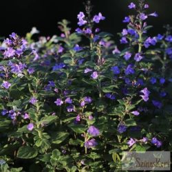   Calamintha nepeta 'Marvelette Blue' - mirigyes pereszlény