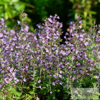   Calamintha nepeta 'Marvelette Blue' - mirigyes pereszlény
