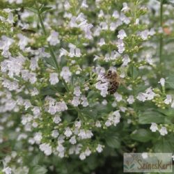    Calamintha nepeta 'Triumphator' - mirigyes pereszlény