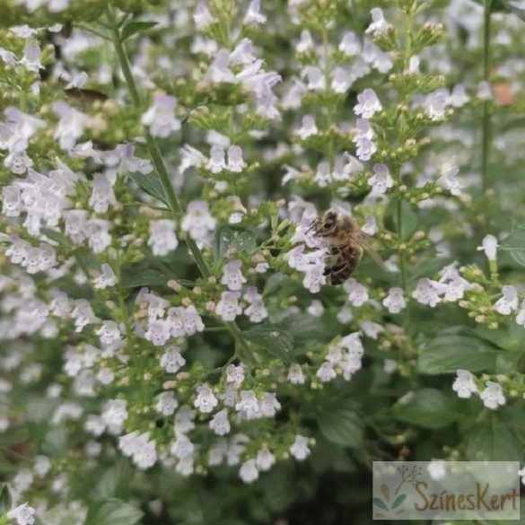  Calamintha nepeta 'Triumphator' - mirigyes pereszlény