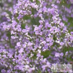  Limonium latifolium - széleslevelű sóvirág