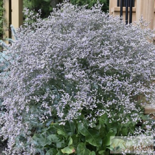  Limonium latifolium - széleslevelű sóvirág