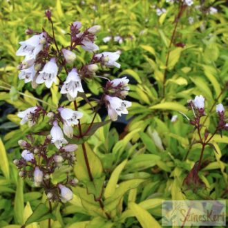   Penstemon digitalis 'Goldfinger' - aranylevelű bugatölcsér