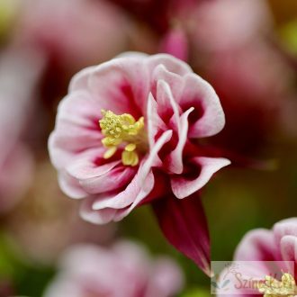   Aquilegia 'Winky Double Red and White' - harangláb