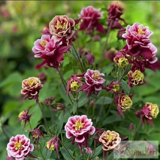 Aquilegia 'Winky Double Red and White' - harangláb
