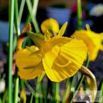   Narcissus bulbocodium 'Golden Bells' - harangvirágú nárcisz