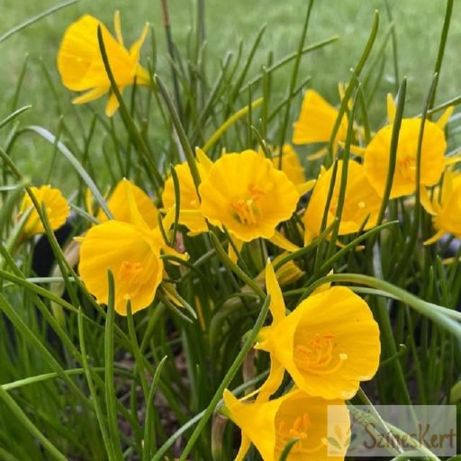 Narcissus bulbocodium 'Golden Bells' - harangvirágú nárcisz