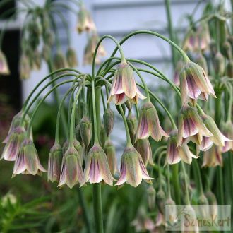 Allium siculum ssp. bulgaricum - bolgár nektárhagyma