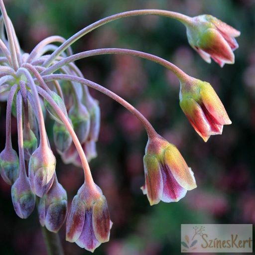 Allium siculum ssp. bulgaricum - bolgár nektárhagyma