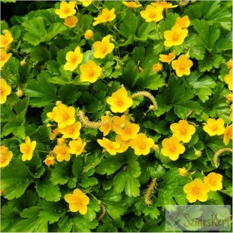 Waldsteinia geoides - erdei berkipimpó