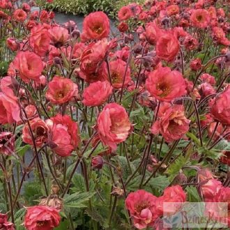 Geum 'Tempo Coral' - gyömbérgyökér