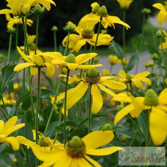 Rudbeckia laciniata - magas kúpvirág