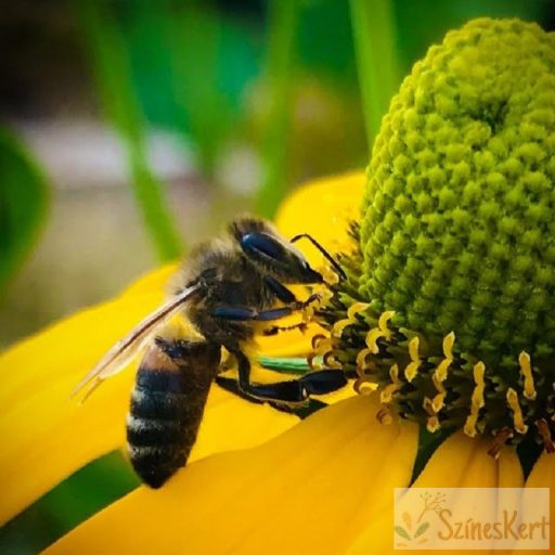 Rudbeckia laciniata - magas kúpvirág
