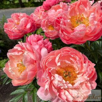 Paeonia 'Coral Charm' - bazsarózsa
