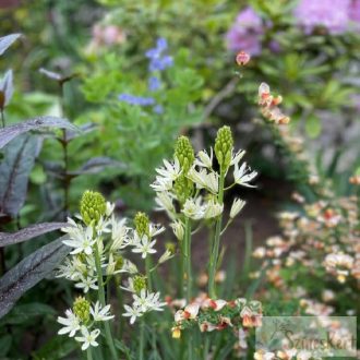 Camassia leichtlinii 'Alba' - fehér prérigyertya