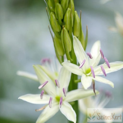 Camassia leichtlinii 'Alba' - fehér prérigyertya