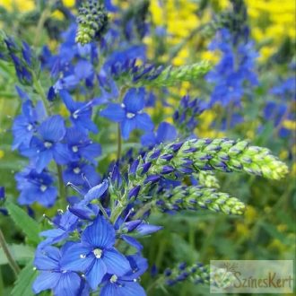    Veronica austriaca 'Knallblau' - osztrák veronika, fogaslevelű veronika