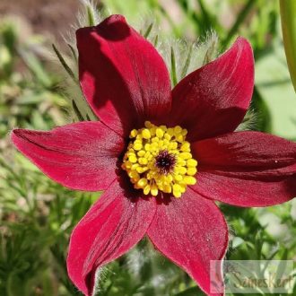 Pulsatilla 'Red Shades' - kökörcsin