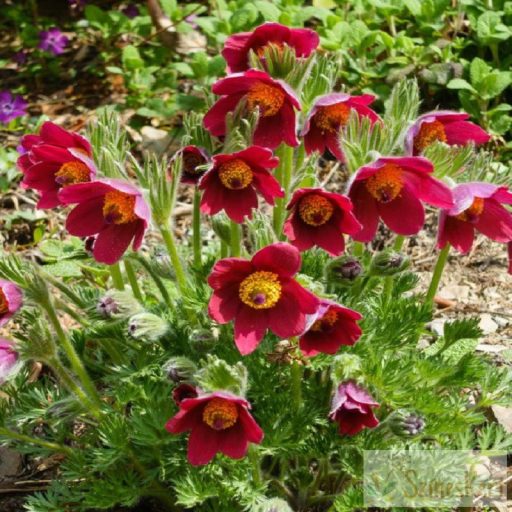 Pulsatilla 'Red Shades' - kökörcsin